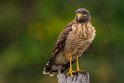 114 Zuid Pantanal, wegbuizerd